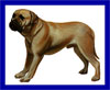 Click here for more detailed Bullmastiff breed information and available puppies, studs dogs, clubs and forums